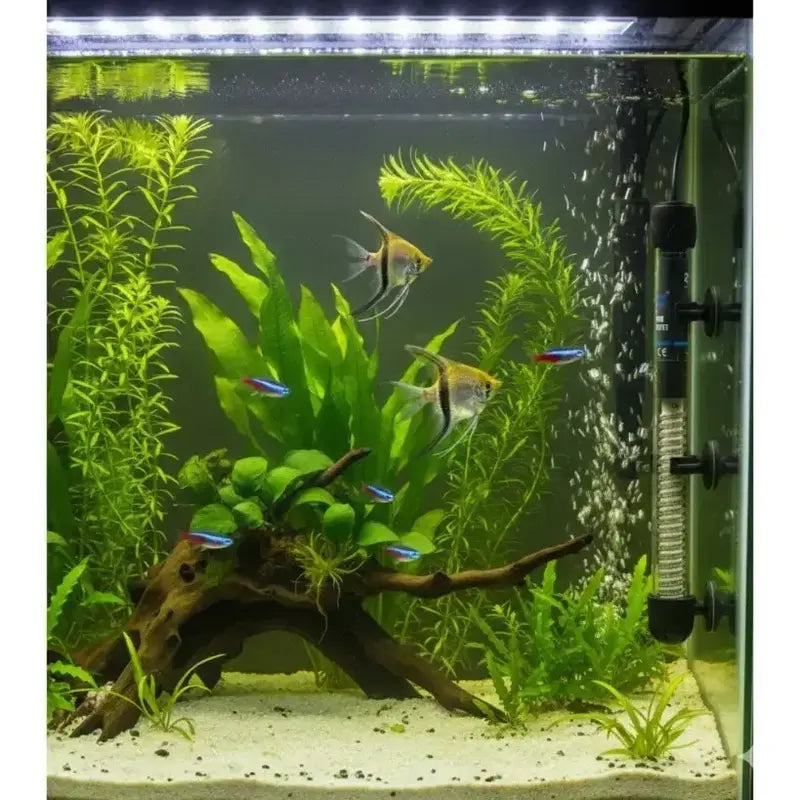 Bluepet BL-200W Aquarium Glass Heater